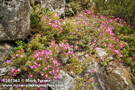 Kalmiopsis leachiana