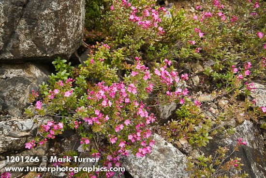 Kalmiopsis leachiana