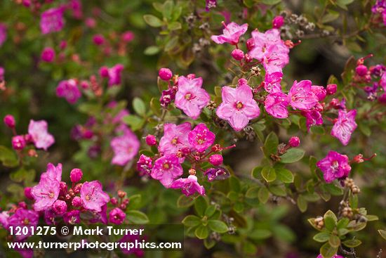 Kalmiopsis leachiana