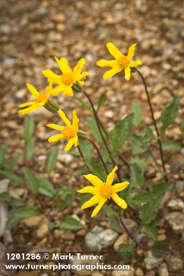 Arnica cernua