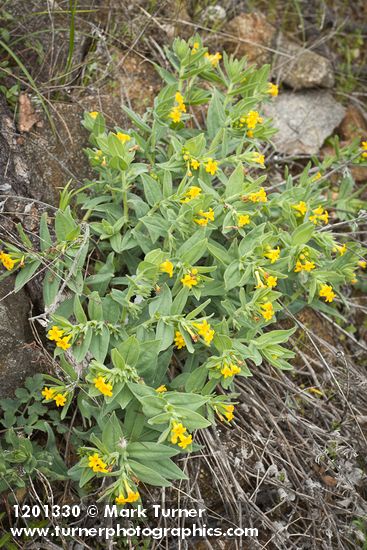 Lithospermum californicum