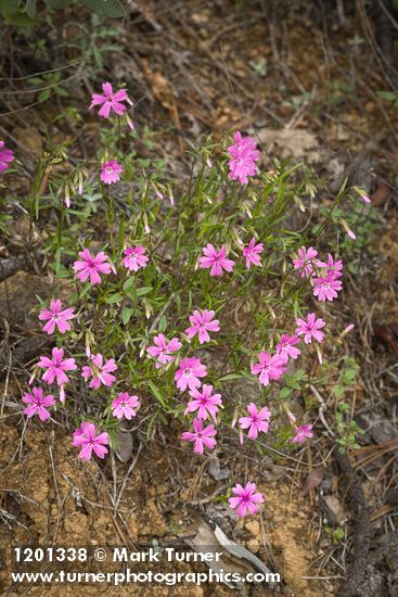 Phlox speciosa