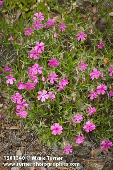 Phlox speciosa