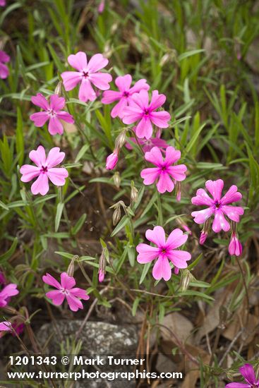 Phlox speciosa