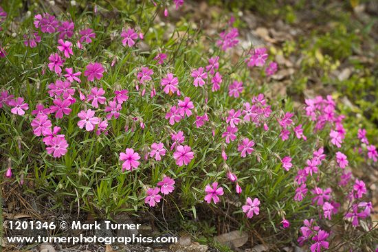 Phlox speciosa