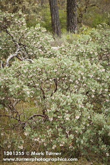 Arctostaphylos canescens