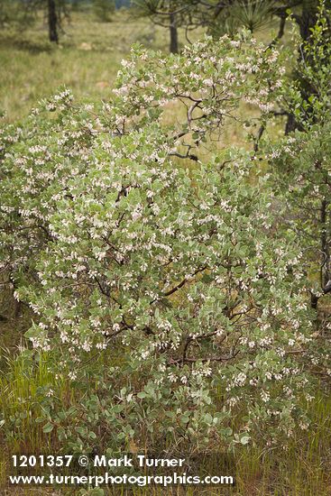 Arctostaphylos canescens