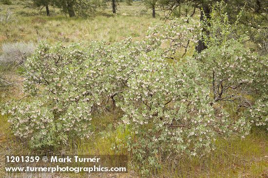 Arctostaphylos canescens
