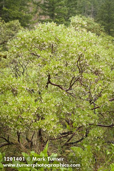 Arctostaphylos glandulosa