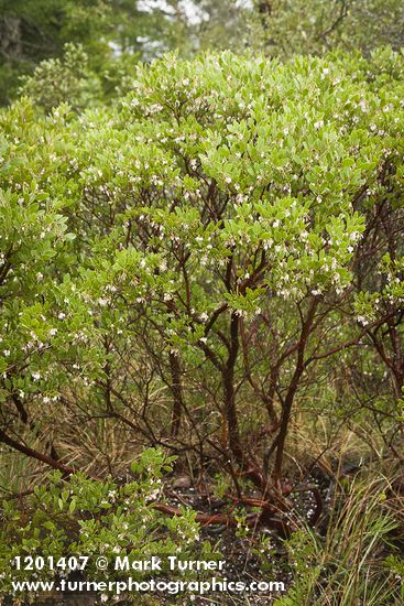 Arctostaphylos glandulosa
