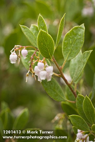 Arctostaphylos glandulosa
