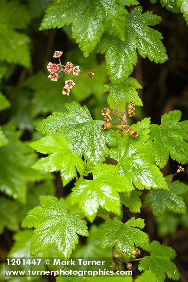 Ribes laxiflorum
