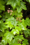 Trailing Black Currant blossoms, foliage, immature fruit