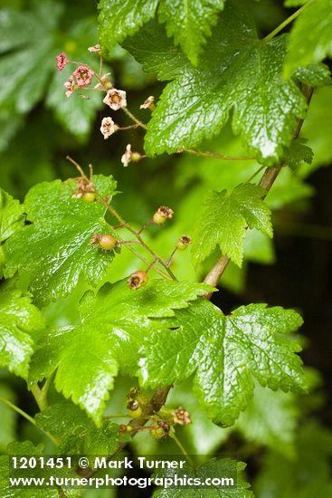 Ribes laxiflorum