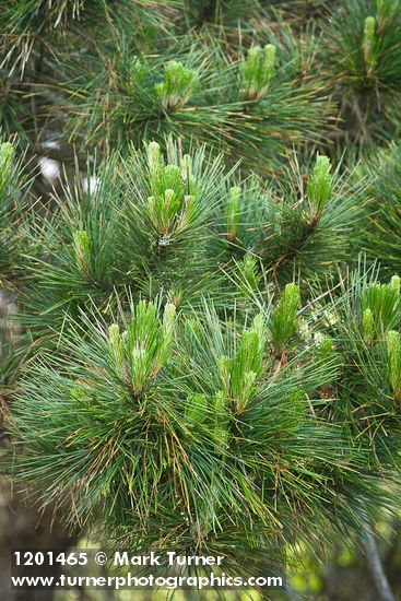 Pinus radiata