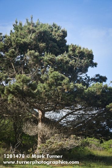 Pinus radiata