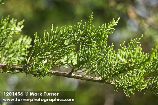 Cupressus macrocarpa