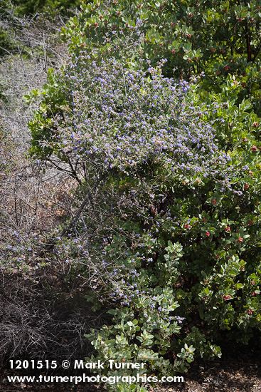 Ceanothus foliosus