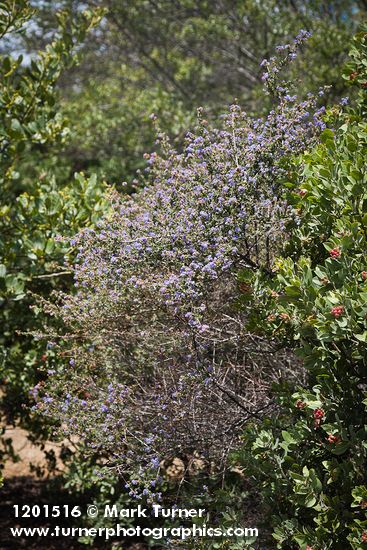 Ceanothus foliosus