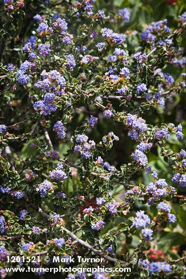 Ceanothus foliosus