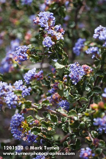 Ceanothus foliosus