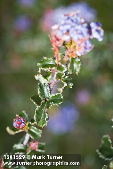 Ceanothus foliosus