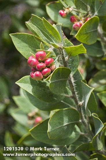 Arctostaphylos columbiana