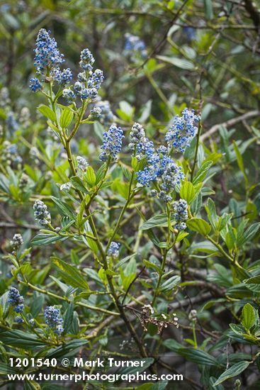 Ceanothus oliganthus var. sorediatus