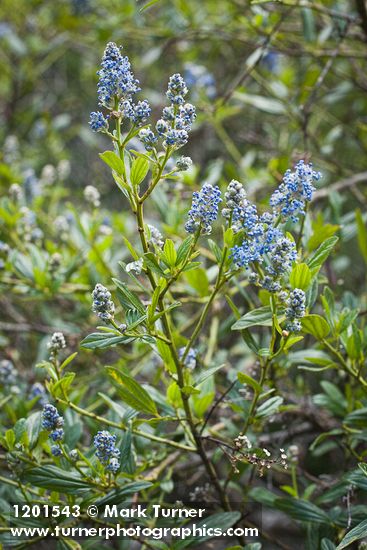 Ceanothus oliganthus var. sorediatus