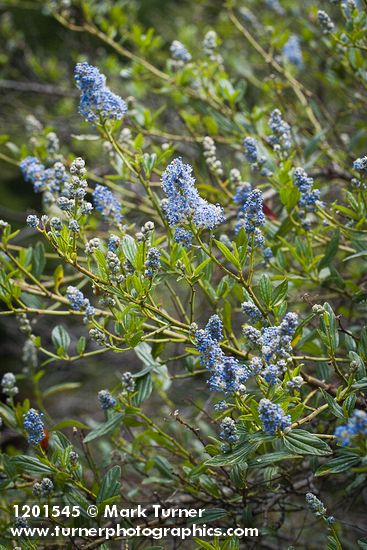Ceanothus oliganthus var. sorediatus