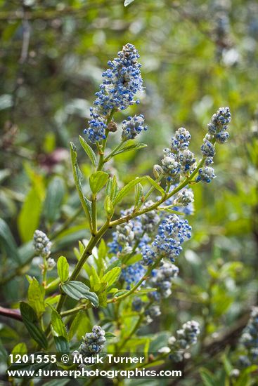 Ceanothus oliganthus var. sorediatus