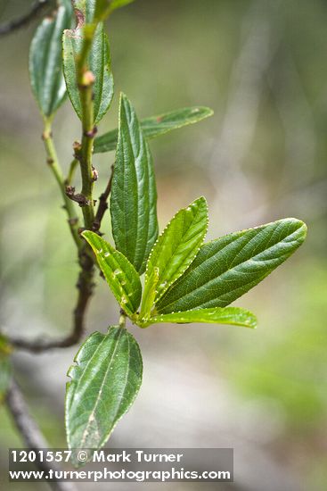 Ceanothus oliganthus var. sorediatus