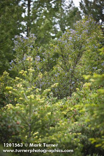 Ceanothus oliganthus var. sorediatus