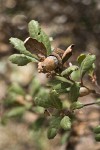 Leather Oak acorn & foliage detail