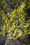 Goodding's Willow male catkins & foliage