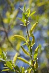 Goodding's Willow male catkins & foliage