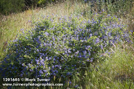 Ceanothus leucodermis
