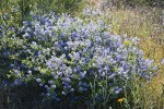 Chaparral Whitethorn Ceanothus