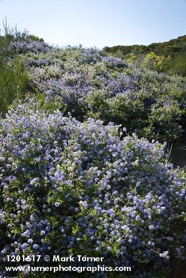 Ceanothus leucodermis