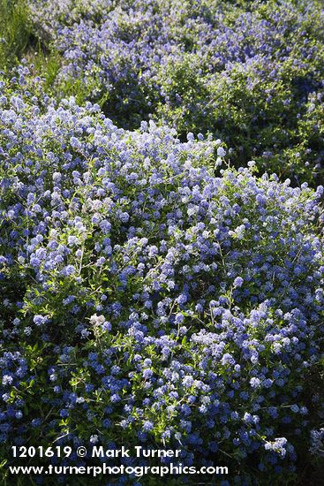 Ceanothus leucodermis