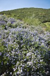 Chaparral Whitethorn Ceanothus