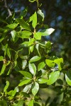 Interior Live Oak foliage