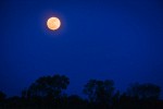 Full Moon rising over Tasmanian Bluegums