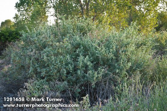 Atriplex lentiformis