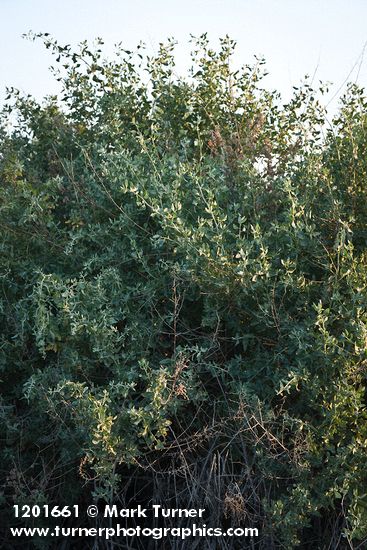 Atriplex lentiformis