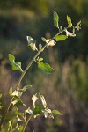 Big Saltbush foliage