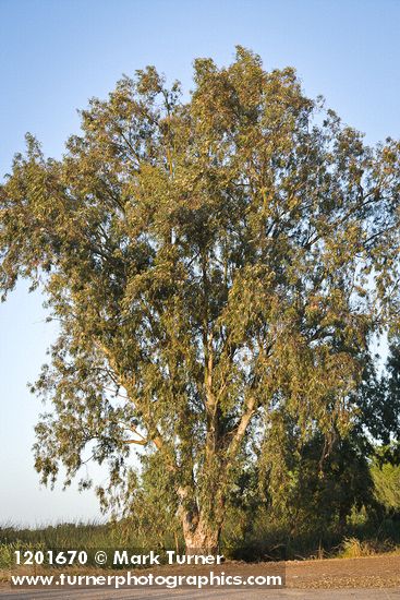 Eucalyptus globulus
