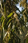 Tasmanian Bluegum foliage & blossoms