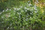 Multiflora Rose