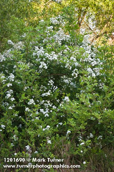 Rosa multiflora